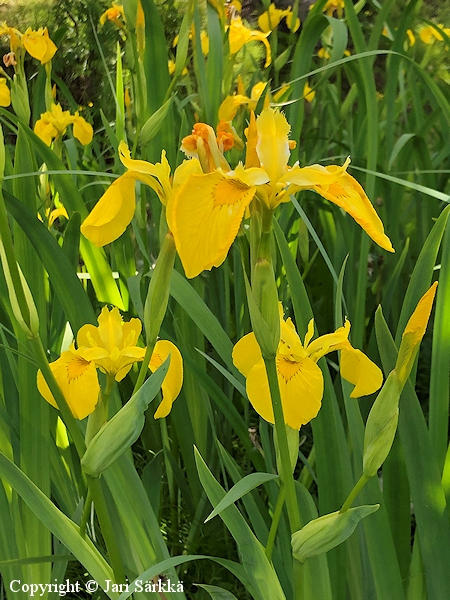  Iris pseudacorus, keltakurjenmiekka 